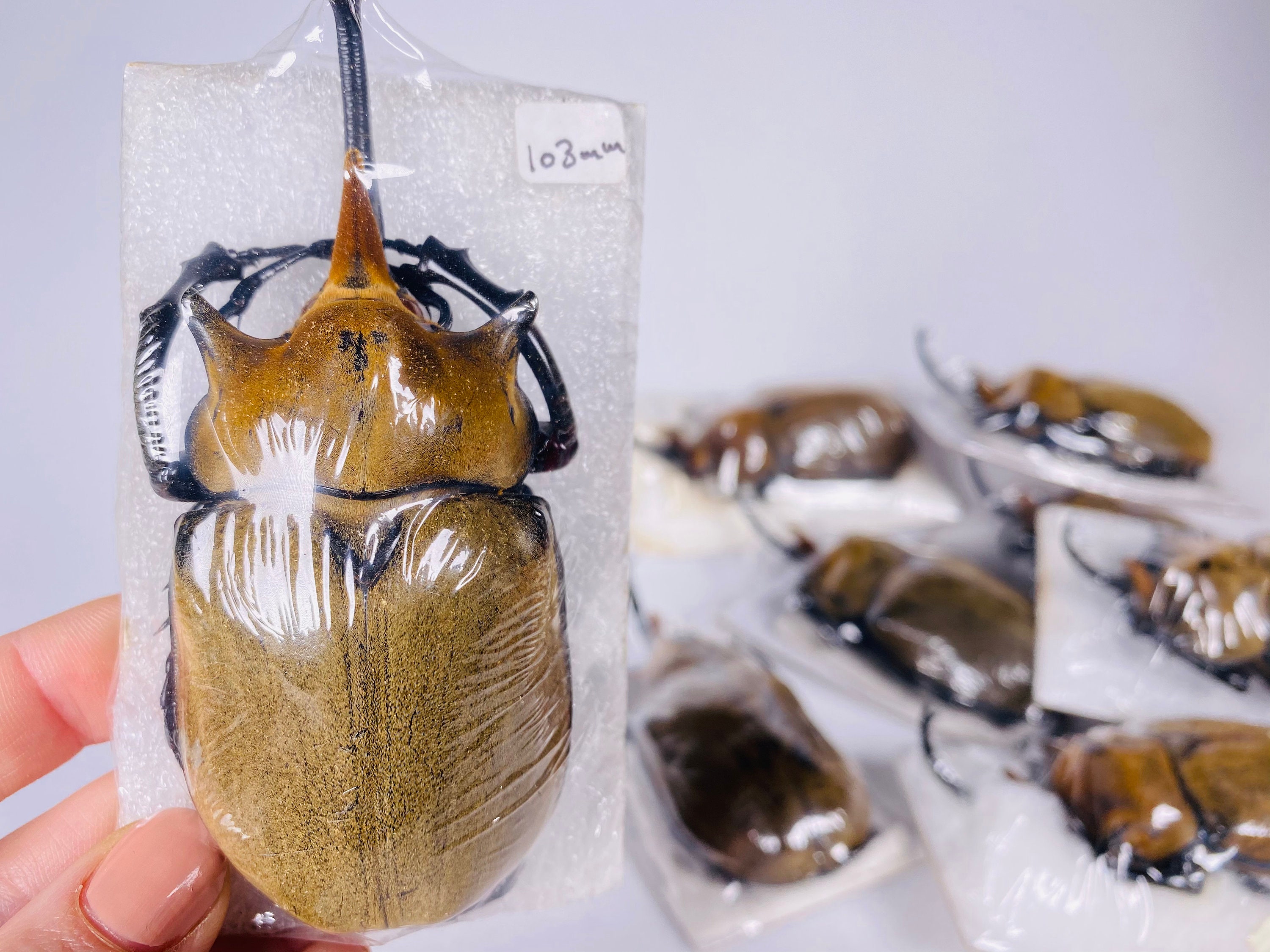 Megasoma Elephas Giant Rhinoceros Beetle Mexico - MX, Beetle