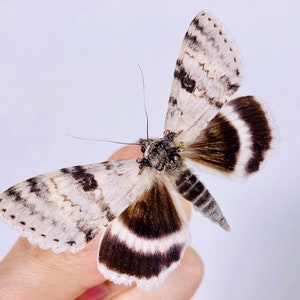 Catocala relicta real moth butterfly unmounted for artwork taxidermy art project insect collection image 3