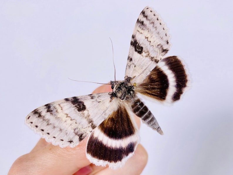 Catocala relicta real moth butterfly unmounted for artwork taxidermy art project insect collection image 3