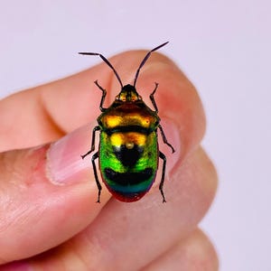 Peut inclure: Un coléoptère iridescent vibrant avec une carapace colorée, affichant des teintes de vert, d'or et de rouge. Le corps segmenté et les antennes délicates de l'insecte sont visibles. Le coléoptère est tenu dans une main sur fond uni.