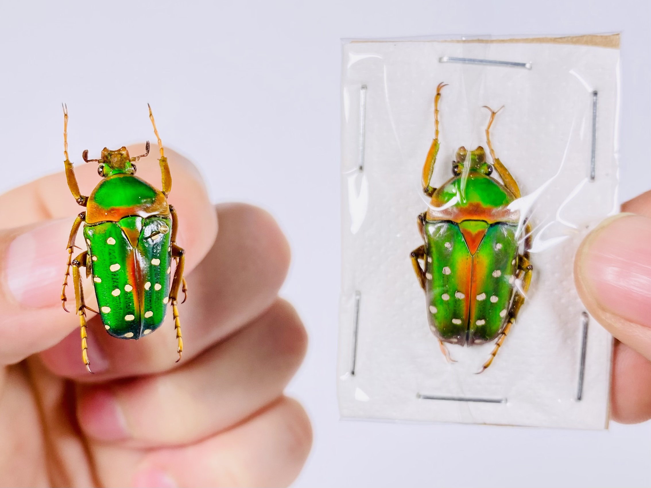 Stephanorrhina Julia Male Cameroon (CM) - Wild Caught - Rainbow