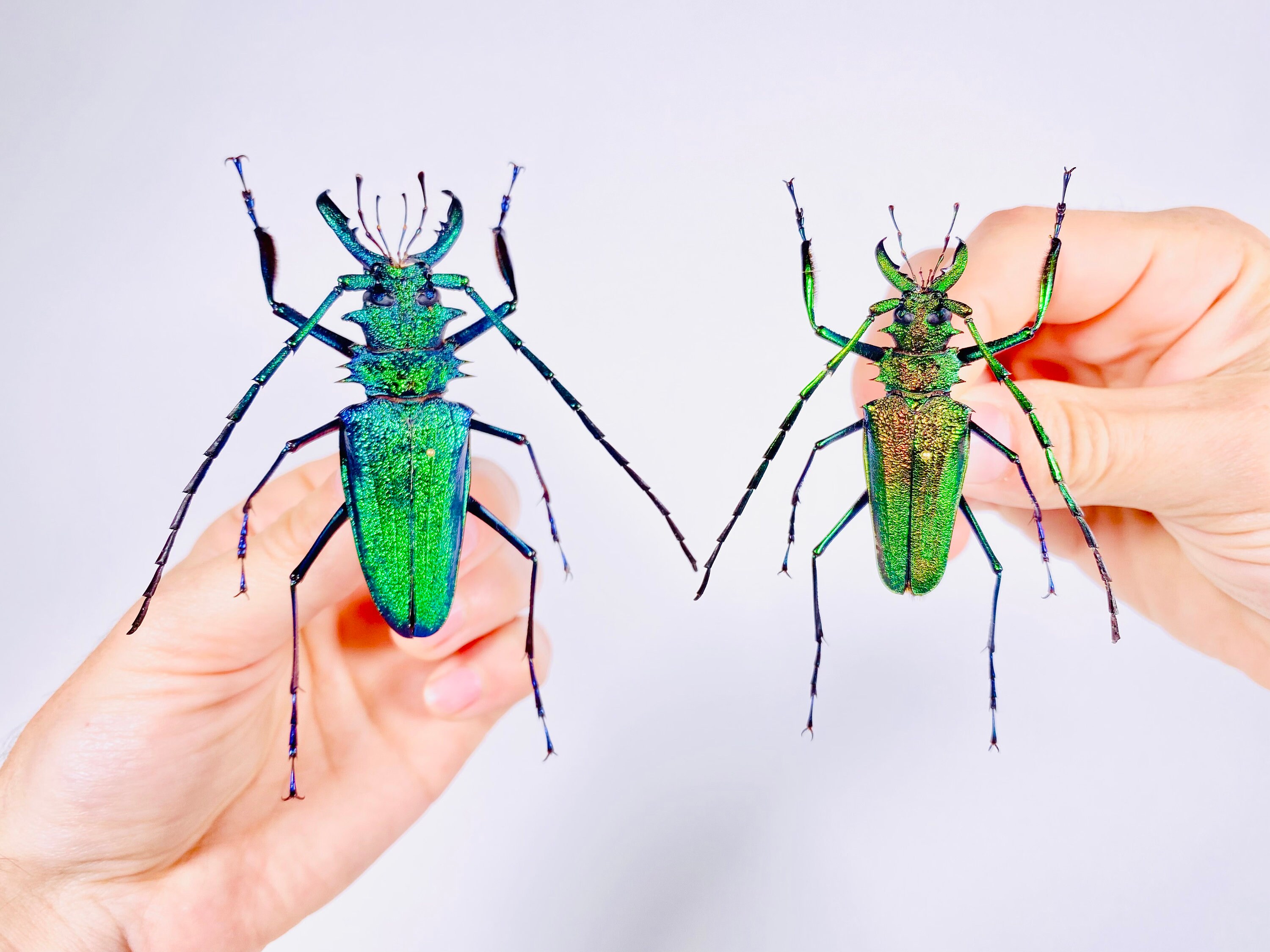 Psalidognathus Friendi Rare Real Long Horned Emerald Metalic