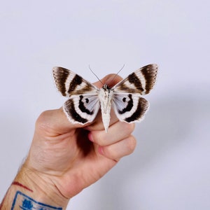 Catocala relicta real moth butterfly unmounted for artwork taxidermy art project insect collection image 7