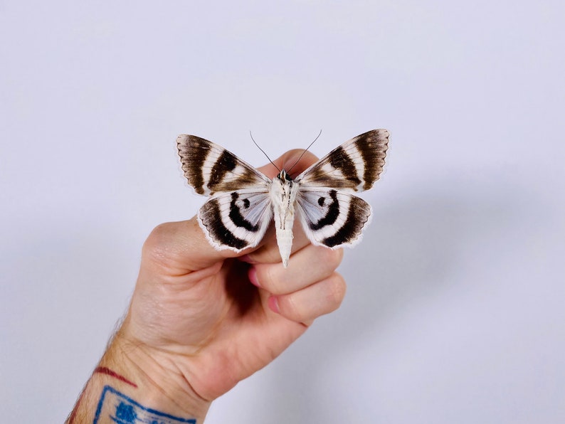 Catocala relicta real moth butterfly unmounted for artwork taxidermy art project insect collection image 7
