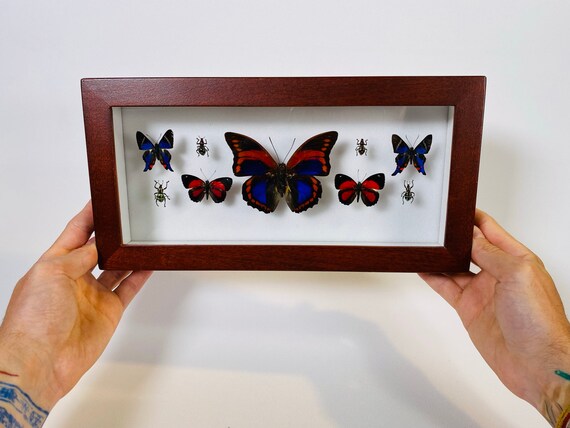 Prepona Praeneste & More ! Natural Wonder Collection - Real