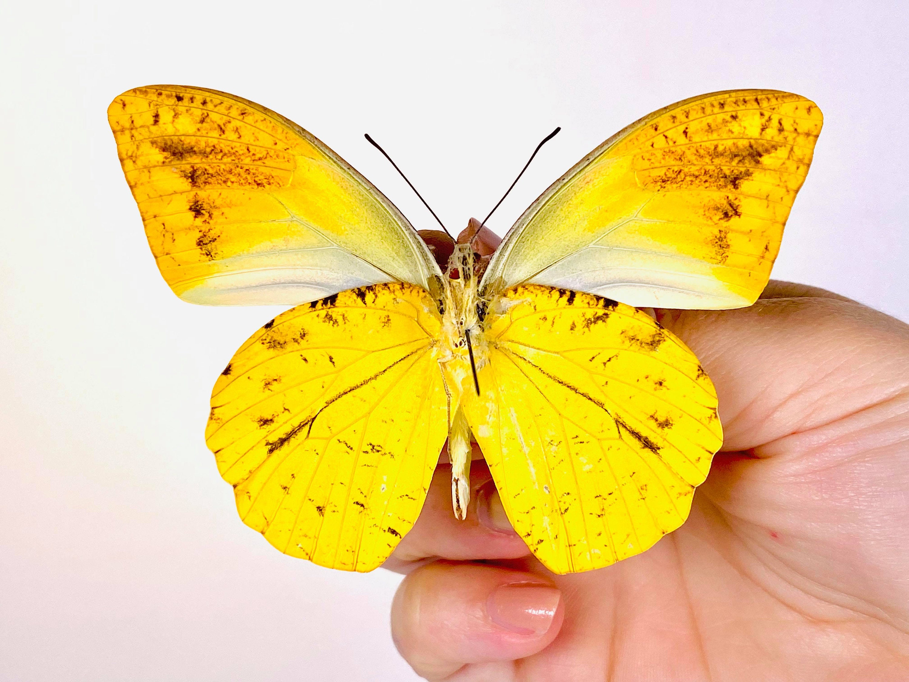 ONE REAL BUTTERFLY ORANGE YELLOW HEBOMOIA LEUCIPPE UNMOUNTED WINGS CLOSED 