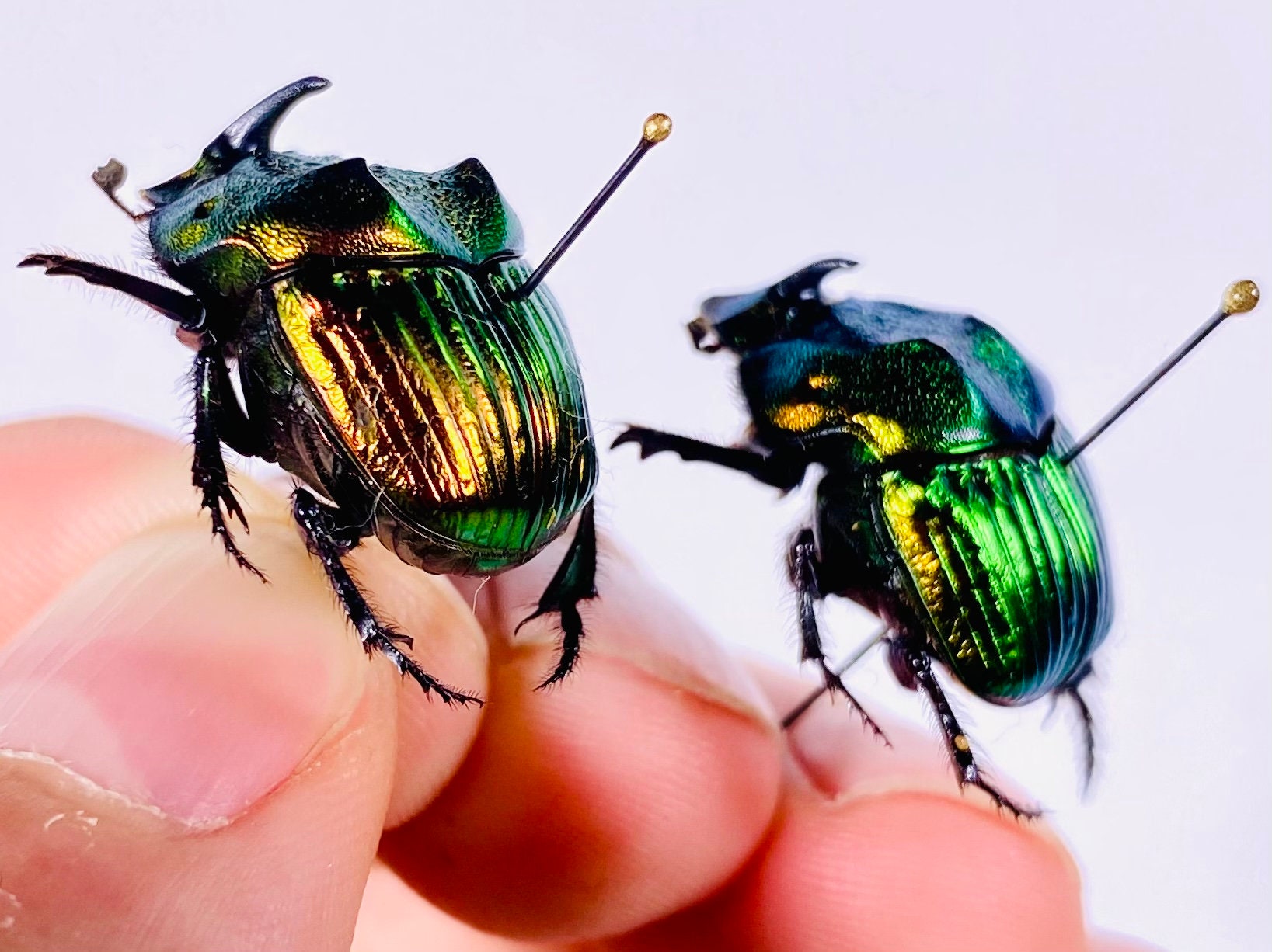 Phanaeus Mexicanus SMALL Real Dung Beetle for Insect Artwork