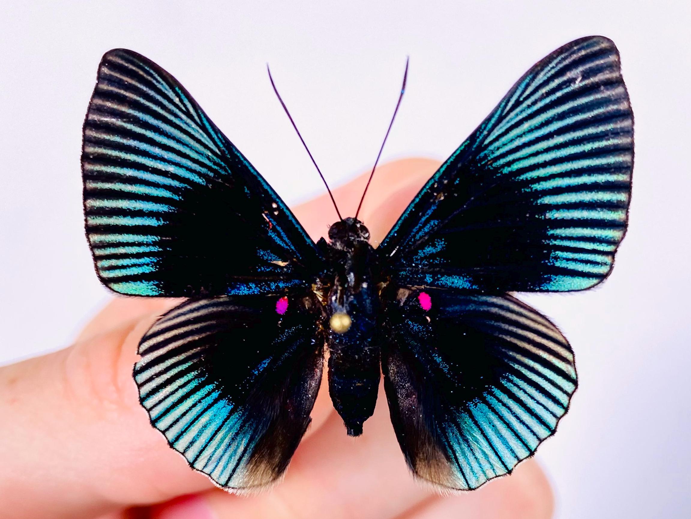 Lyropteryx Apollonia Peru (PE) - Wild Caught - Real Butterfly