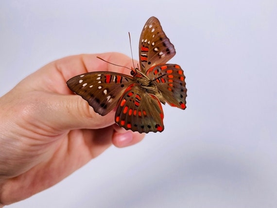 昆虫アート、蝶のコレクション、剥製プロジェクトに最適な、赤い斑点の