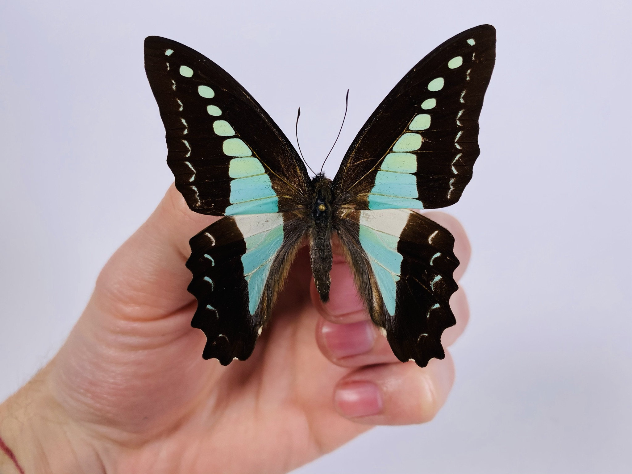 ターコイズバタフライ Graphium sarpedon インドネシア - 昆虫アート