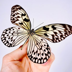 Idea leuconoe obscura real butterfly unmounted for artwork taxidermy art project insect collection image 3