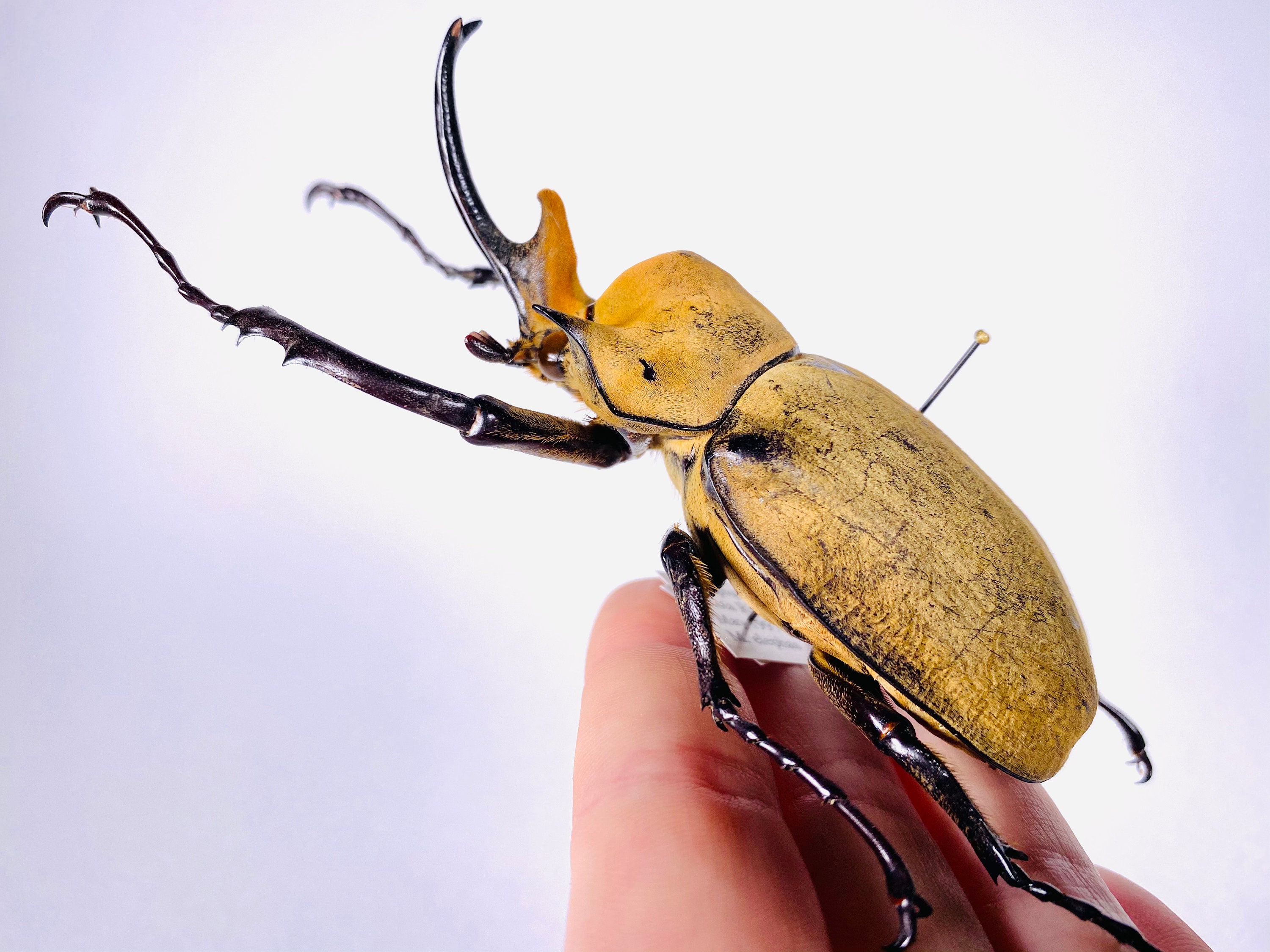 Megasoma Elephas Giant Rhinoceros Beetle Mexico - MX, Beetle