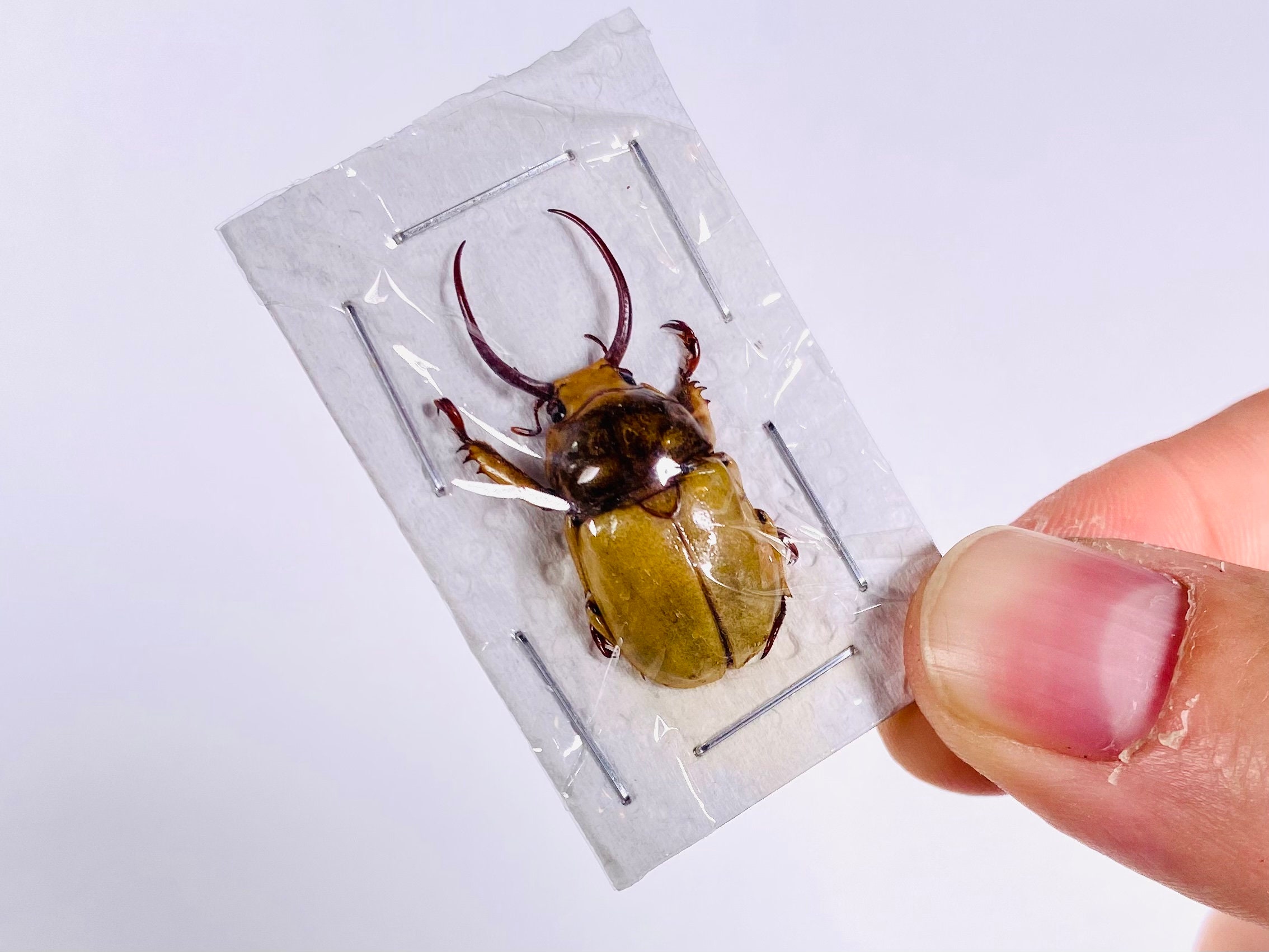 標本 Kenia Stephanocrates dohertyi 48mm 標本 Kenia Stephanocrates