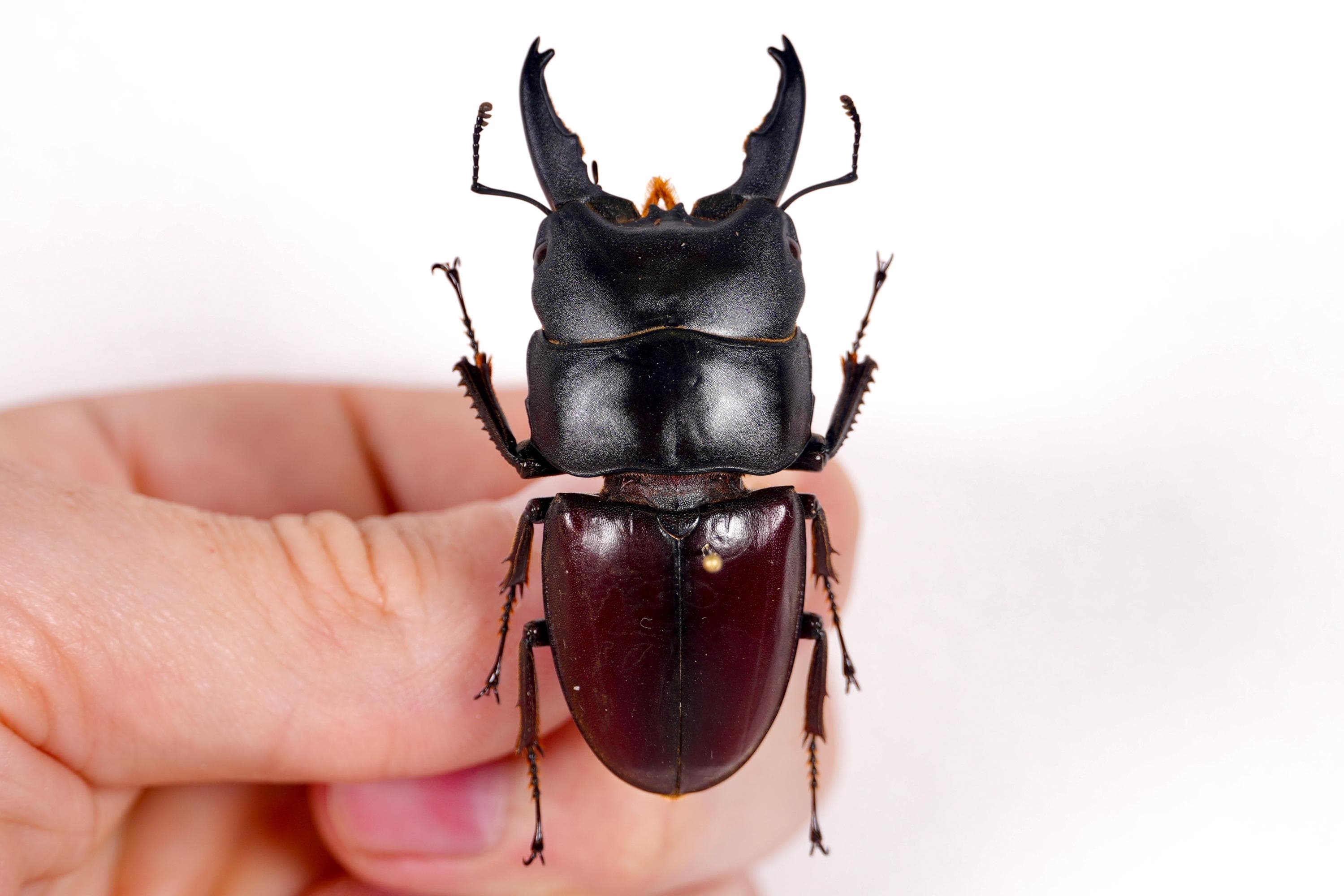 本物のクワガタ Dorcus taurus gyphaetus、剥製アートワーク用の