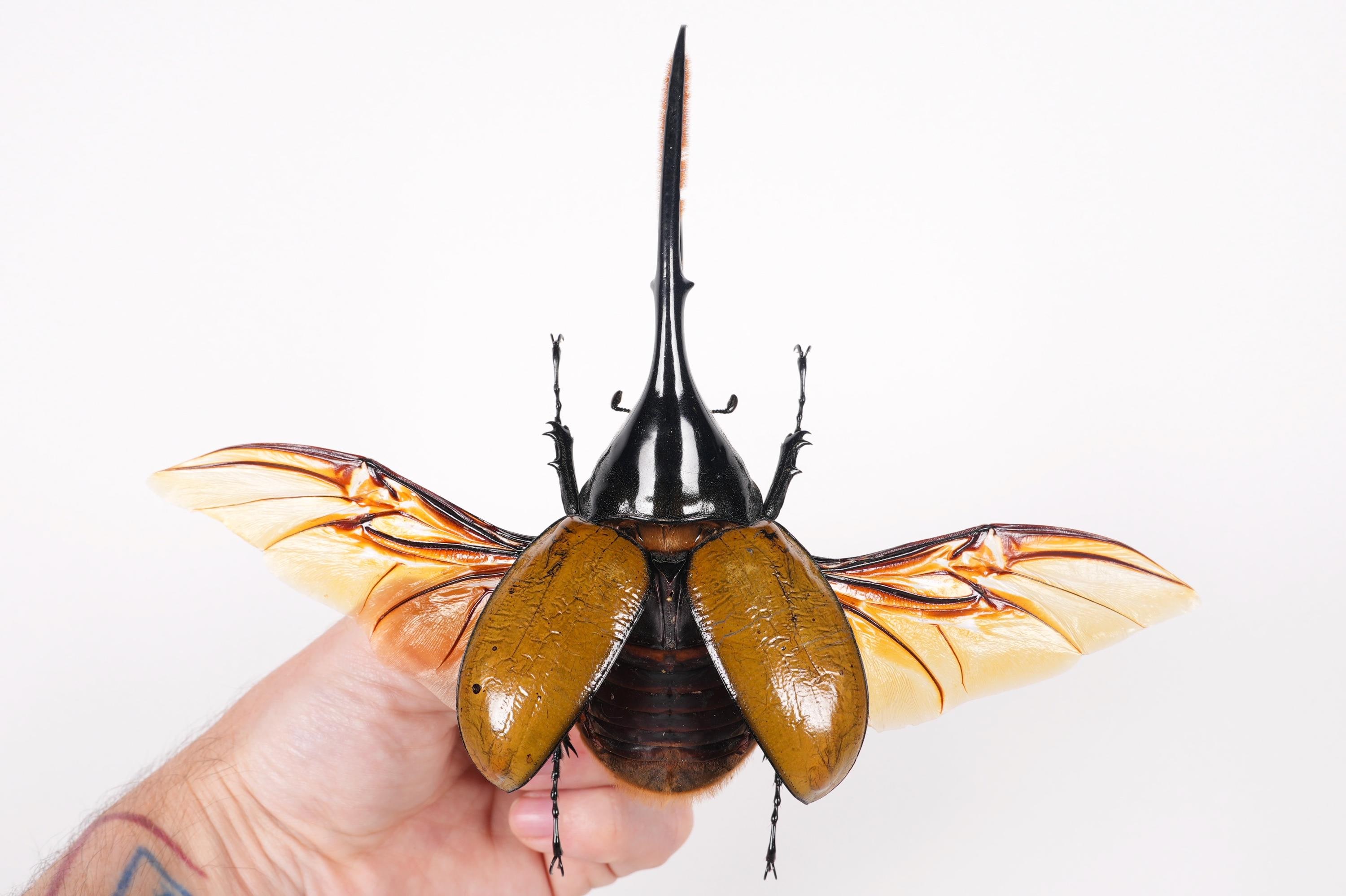 最高鑑定』2023年 パラオ共和国 5ドル 銀貨 古代エジプト 甲虫型銀貨 スカラベ甲虫 PCGS アンティークコイン MS70 シルバー モダンコイン  2024年WILDからの 世界最高峰亜種!! 8年振り復帰戦 2024年9月中旬から孵化 WF1 ヘラクレスセプテントリオナリス(WILD種親  123mm ...