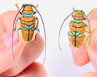 Sternotomis Pulchra Uganda - UG Orange Long Horned African Beetle