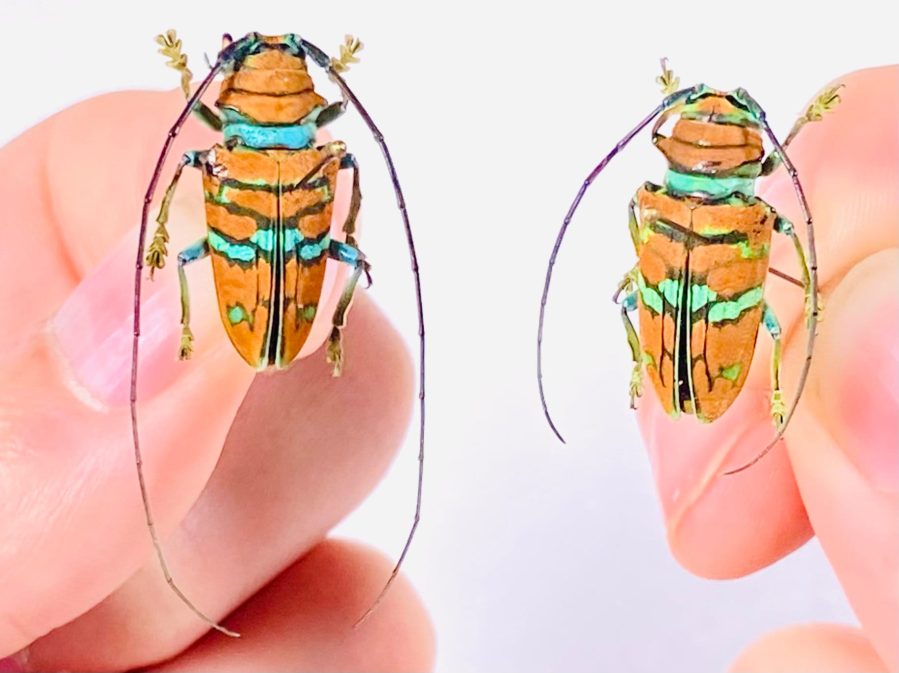 Sternotomis Pulchra Uganda - UG Orange Long Horned African Beetle