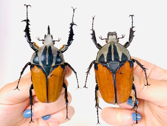 標本 Very Rare Mecosarthron buphagus 65mm Giant Orange Flower Beetle Mecynorrhina Oberthuri Unicolor