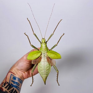 Giant stick insect for artwork Heteropteryx dilatata image 2