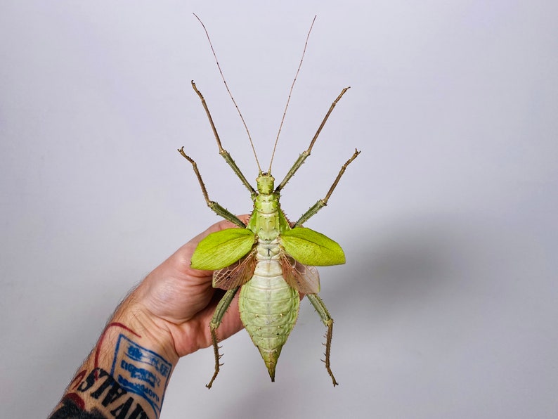 Giant stick insect for artwork Heteropteryx dilatata image 2
