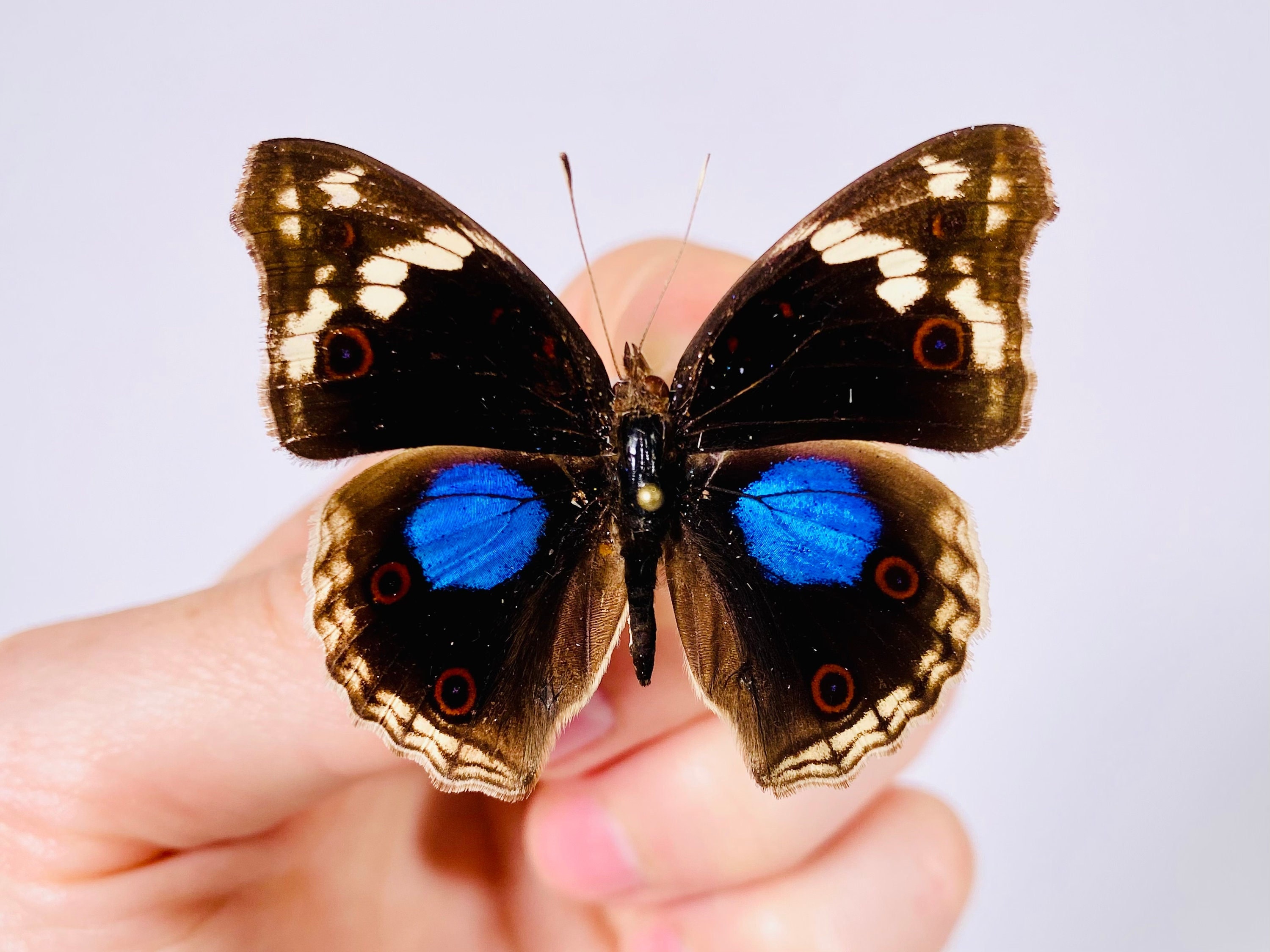 HC-1 Heartfelt Butterfly Medley コレクション Queen Butterfly hair claw