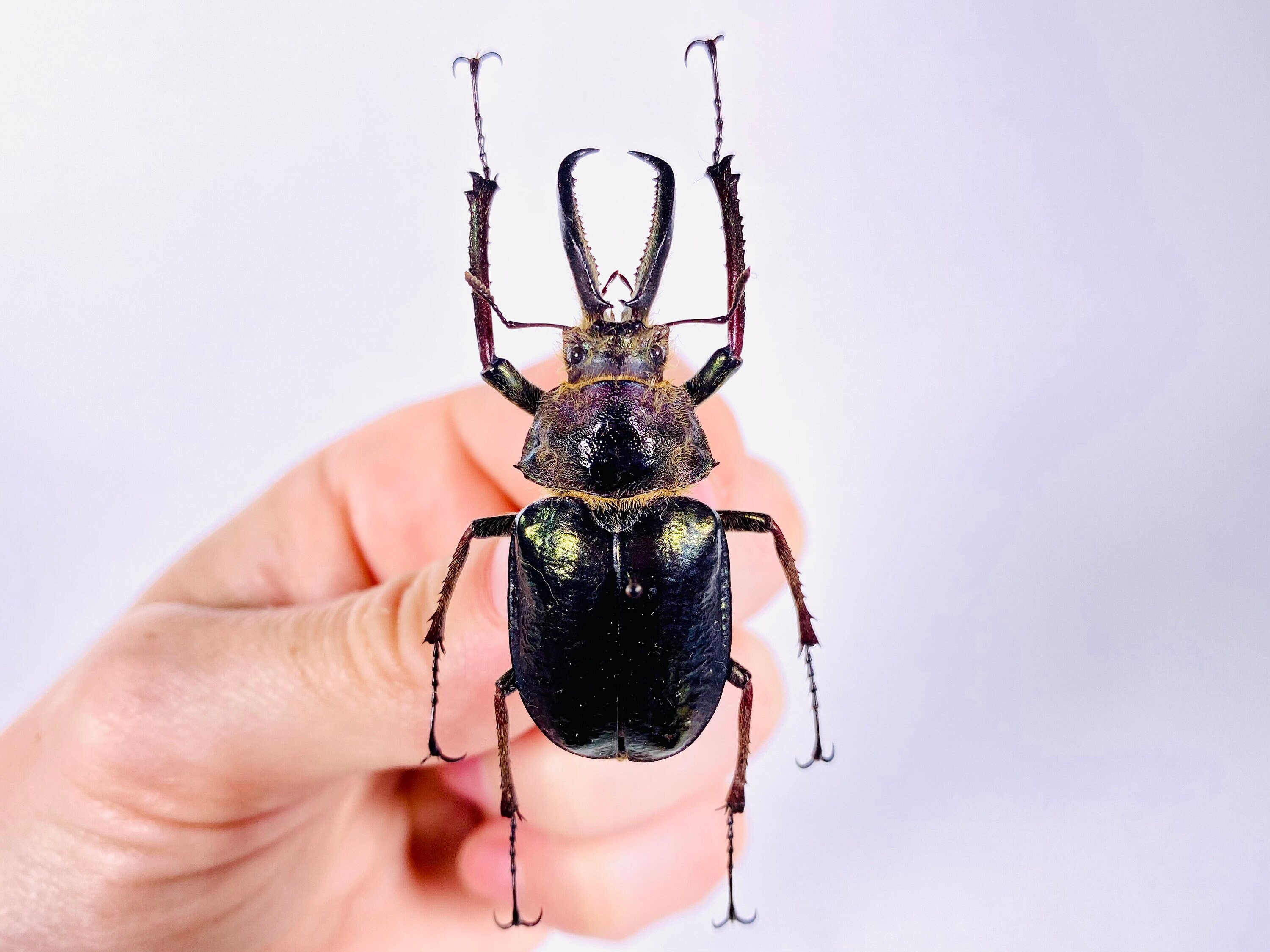 標本 Ecuador Sphaenognathus kolbei 34mm Ecuador Sphaenognathus kolbei 34mm 【公式通販】