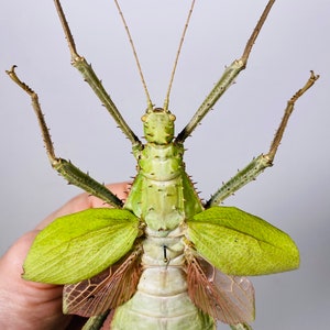 Giant stick insect for artwork Heteropteryx dilatata image 3