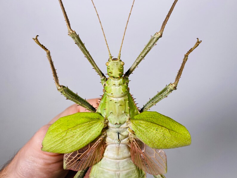 Giant stick insect for artwork Heteropteryx dilatata image 3