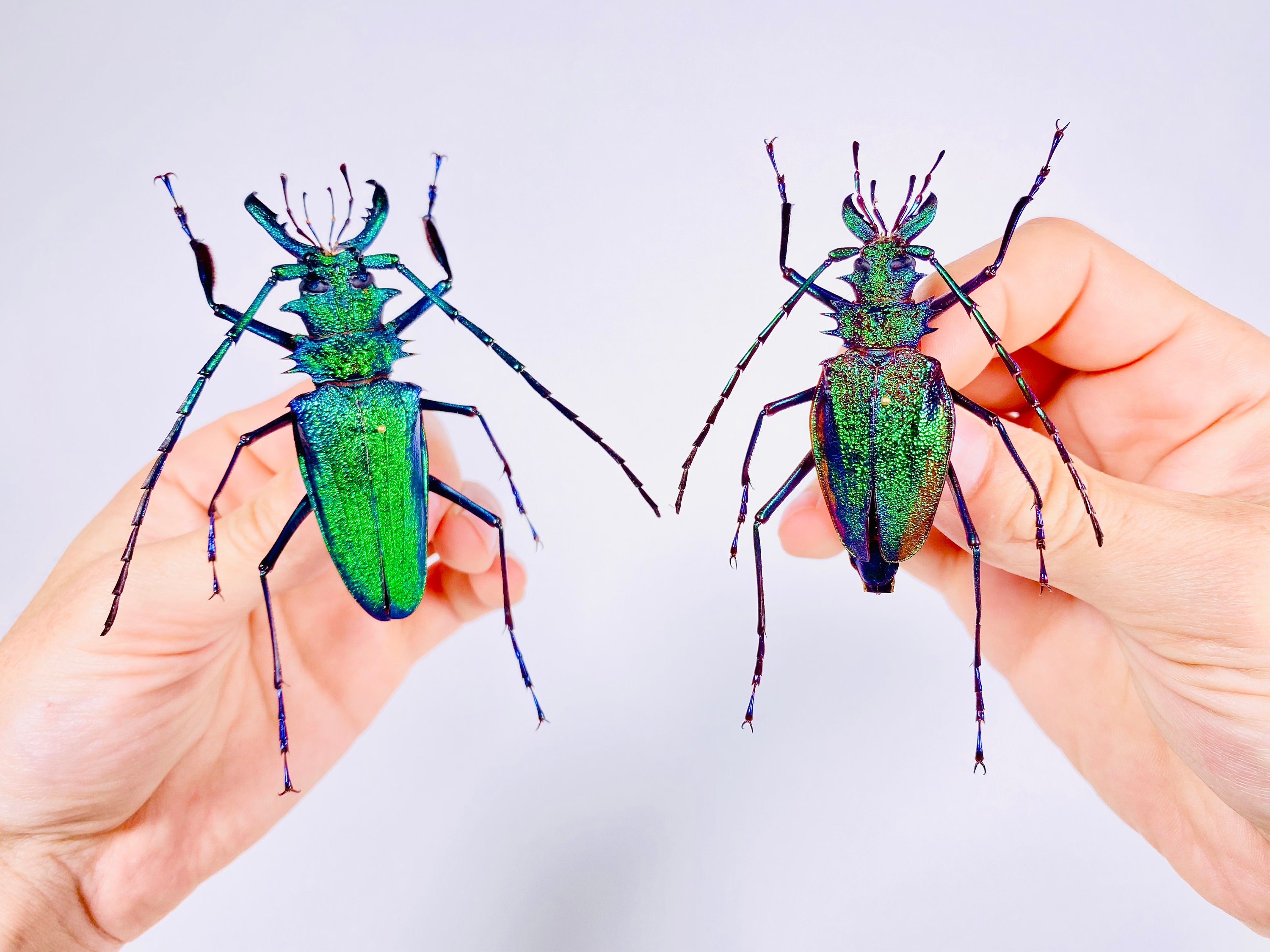 Psalidognathus Friendi Rare Real Long Horned Emerald Metalic