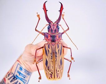 本物の巨大なサーベルトゥースカミキリ（Macrodontia cervicornis