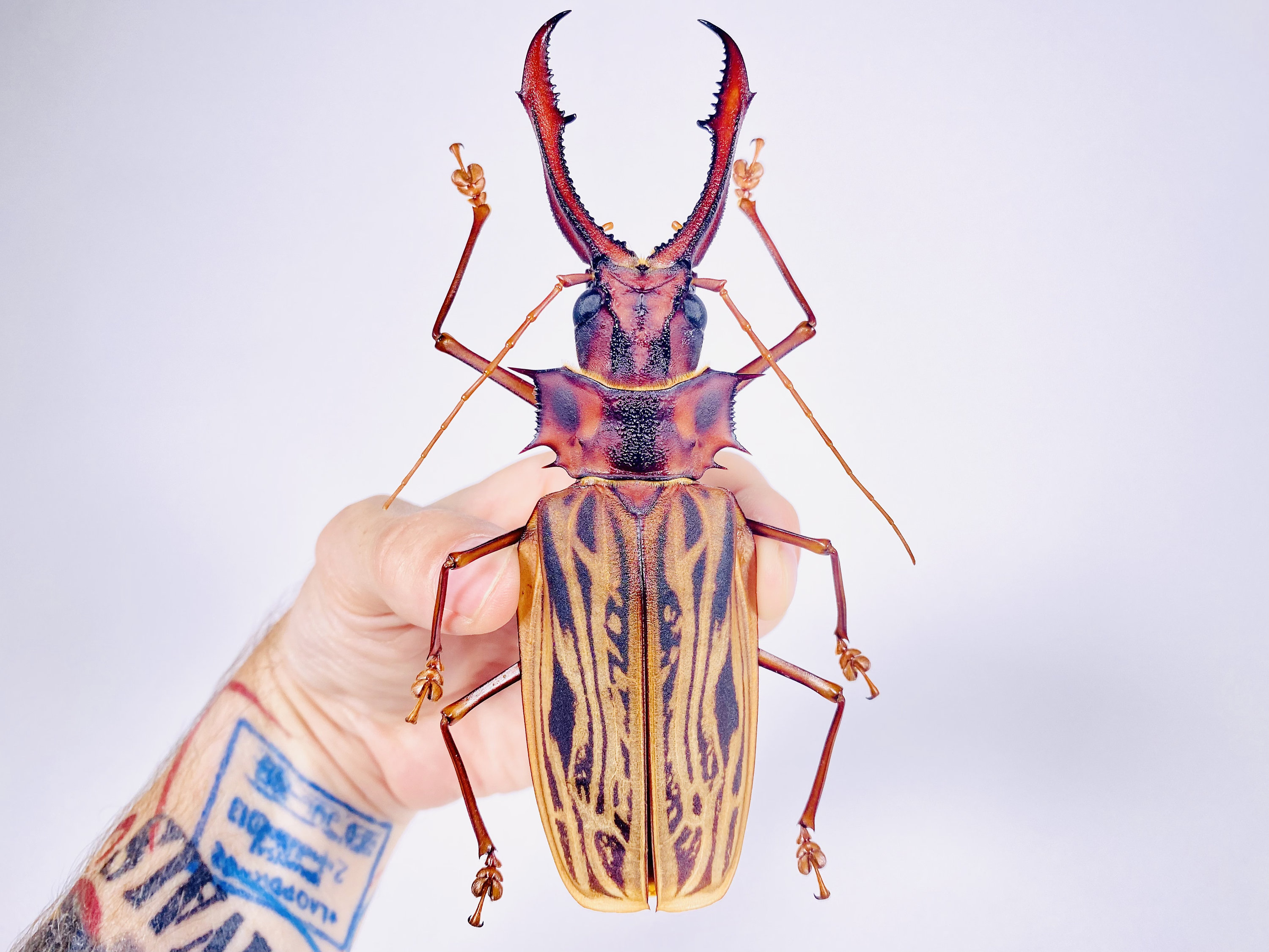 本物の巨大なサーベルトゥースカミキリ（Macrodontia cervicornis