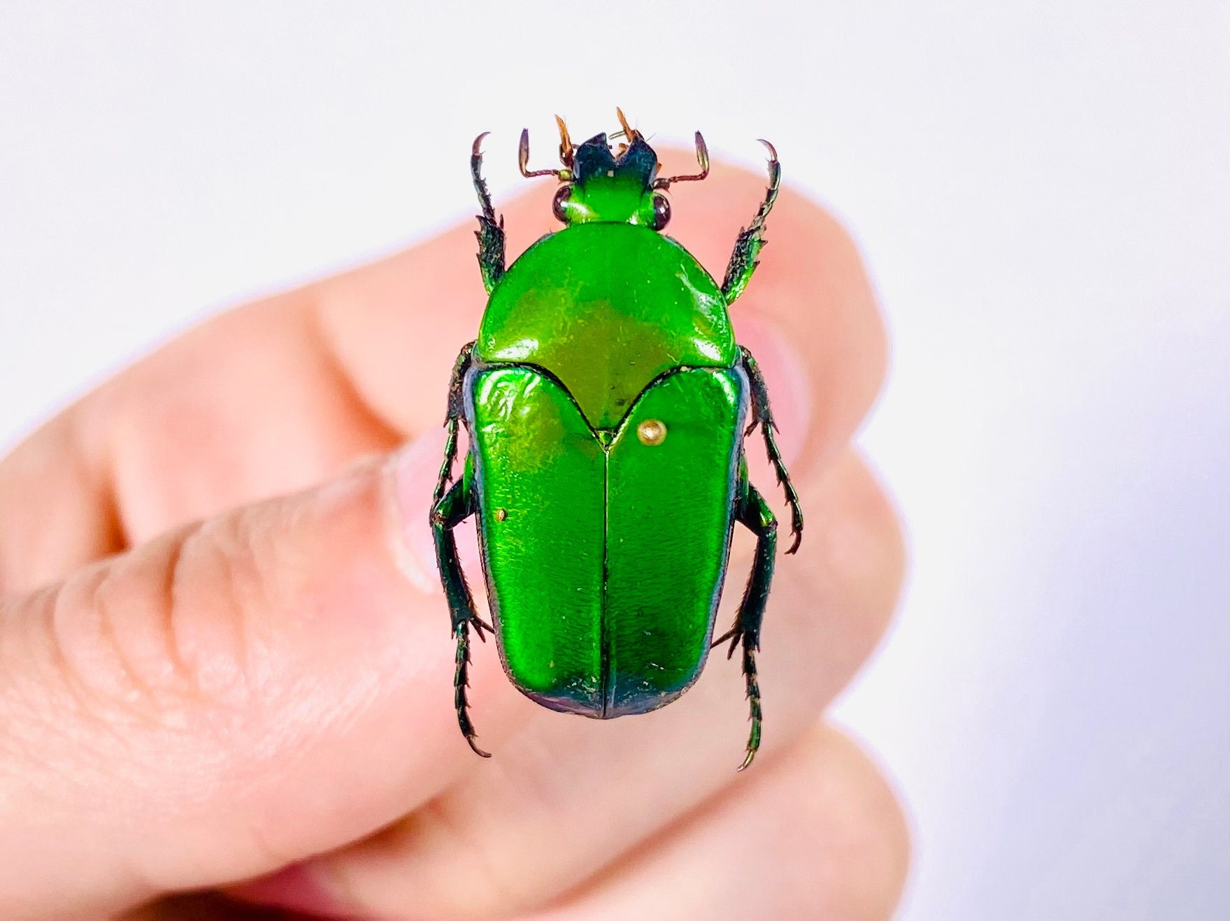 Ischiopsopha Poggii Real Green Beetle for Insect Artwork