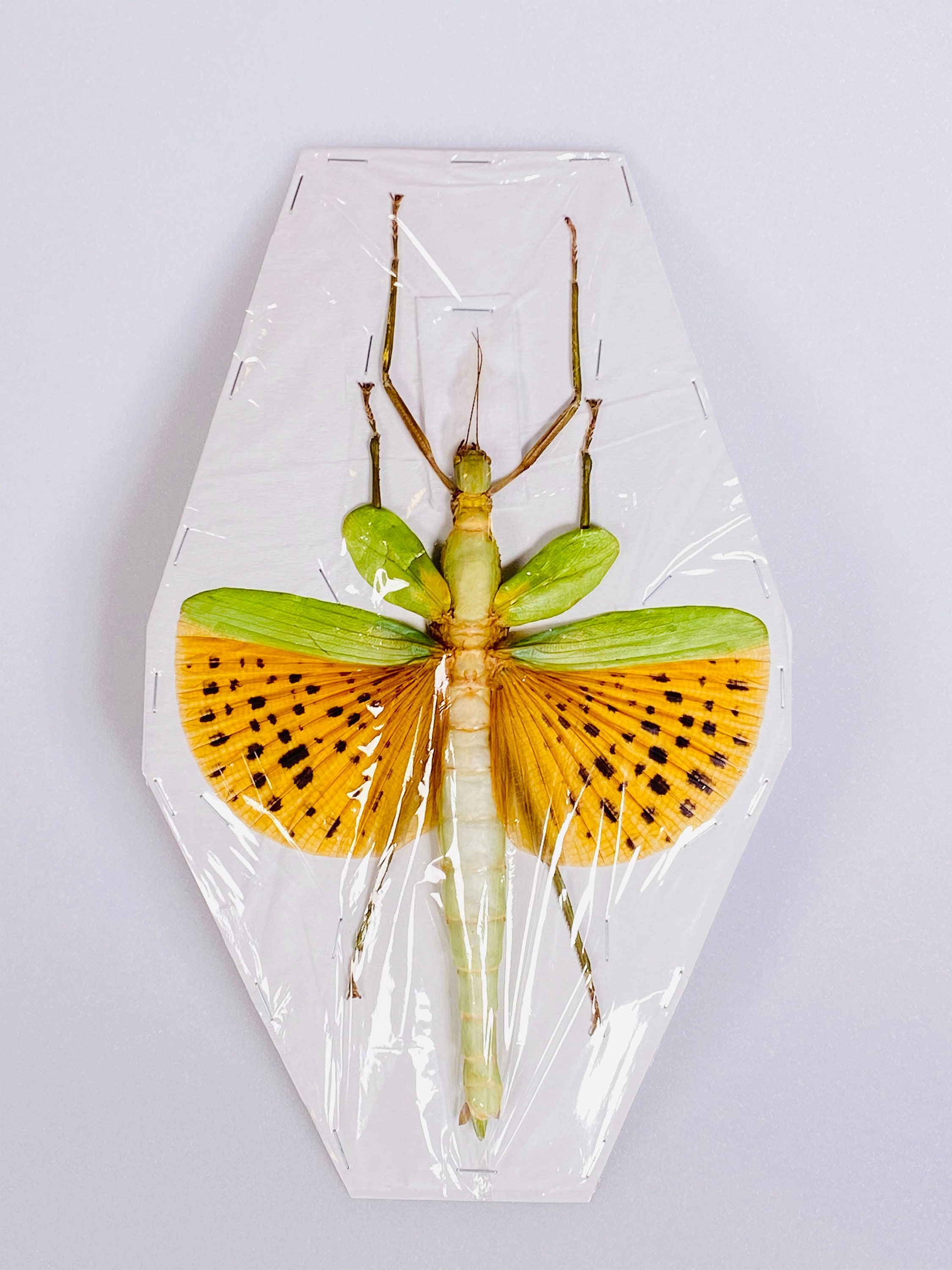 Paracyphocrania Major Indonesia - ID Giant Stick Insect Yellow