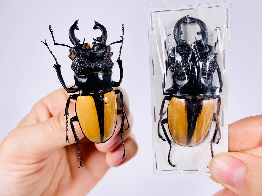 Odontolabis Ludekingi Indonsia (ID) - Real Stag Beetle Insect