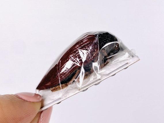 Jewel Beetle Sternocera Hildebrandti Kenya - KE Unmonted for