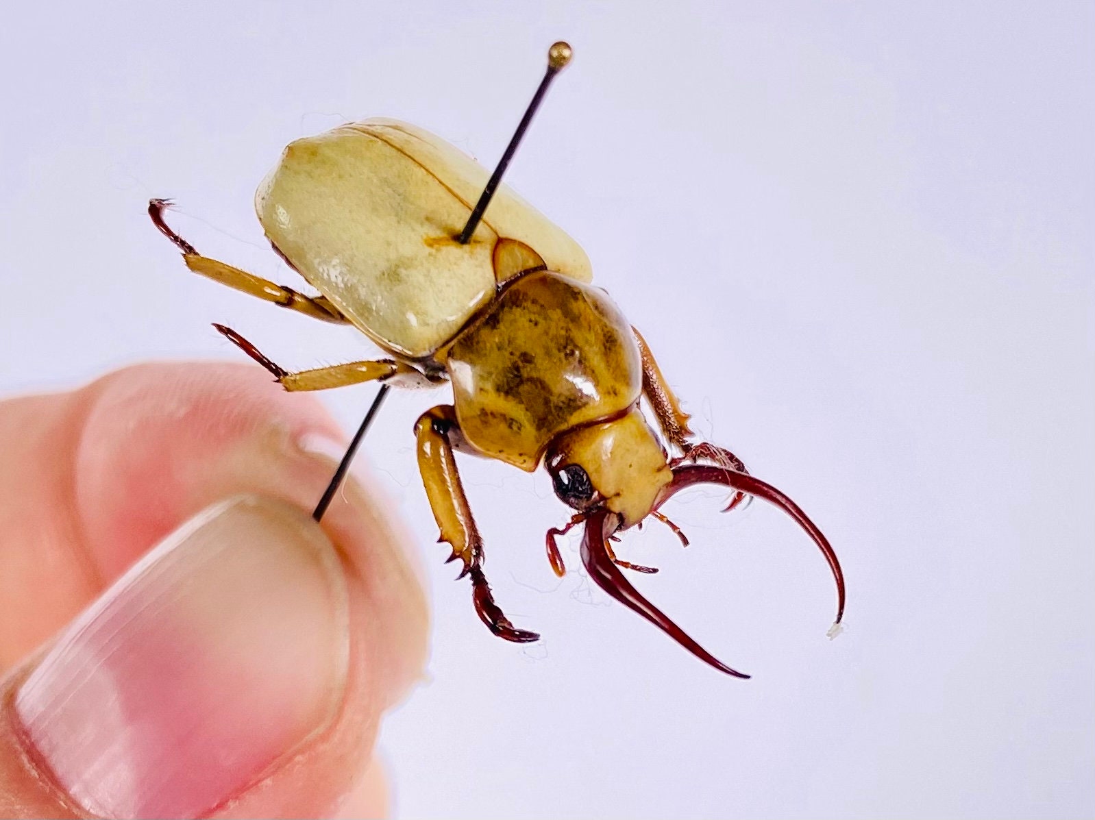 Kibakoganea Dohertyi Satoi Real Dry Horned Scarad Male Beetle