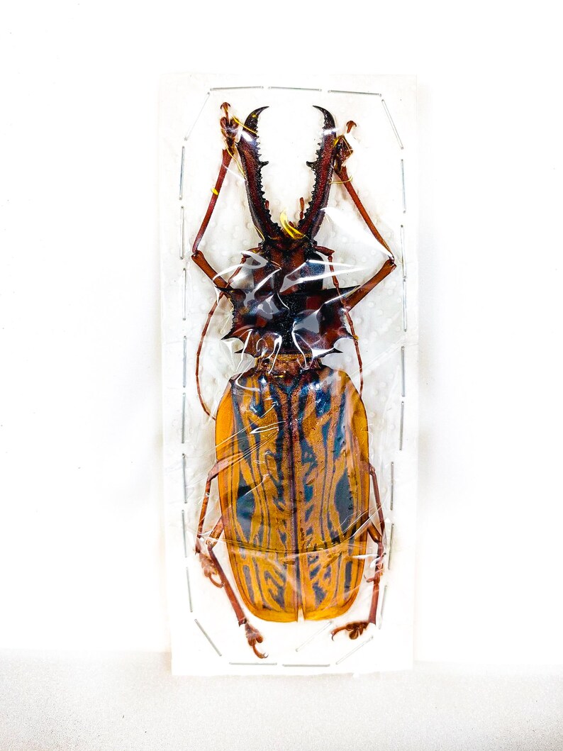 Real Giant Sabertooth Longhorn Beetle Macrodontia Cervicornis - Etsy
