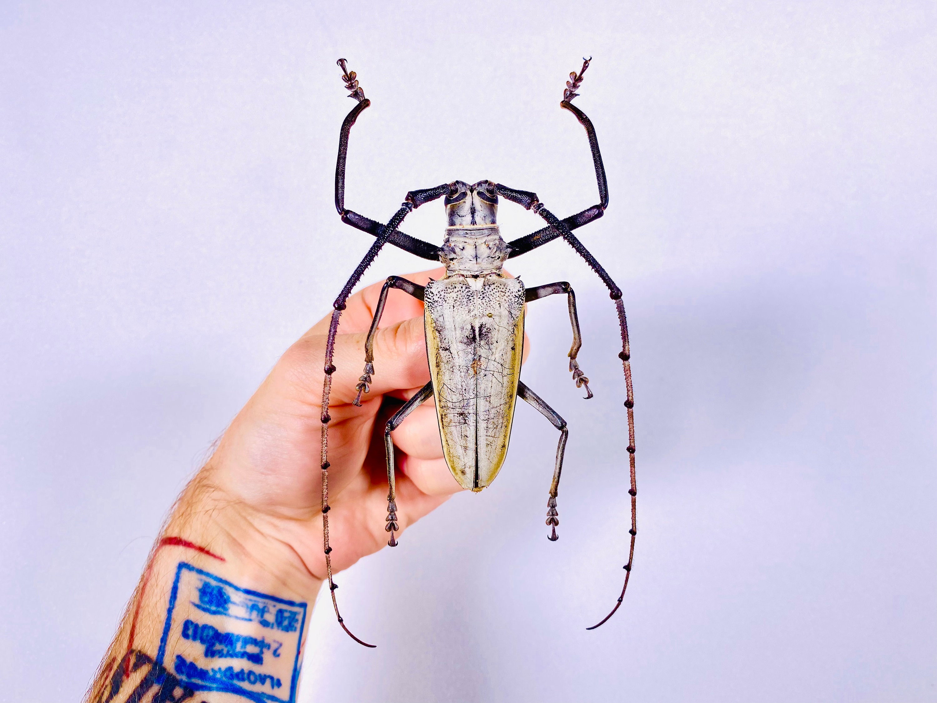 Batocera Beetle - Etsy