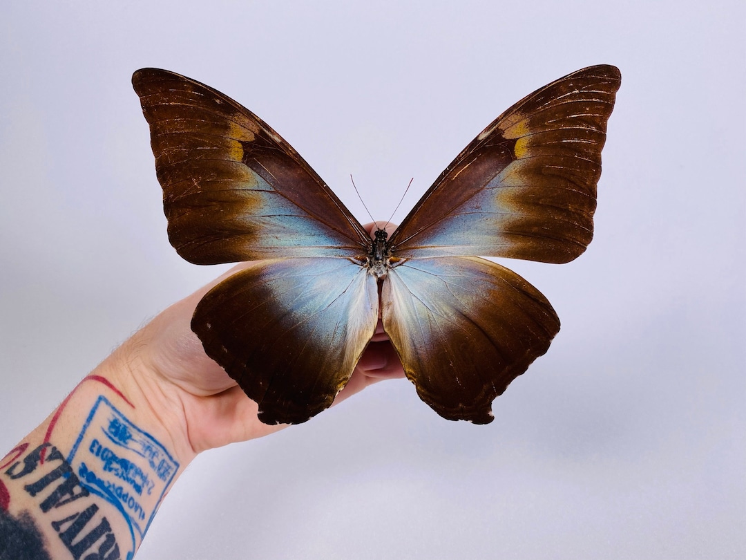 Morpho Cisseis/phanodemus Peru (PE) - Wild Caught - Blue Orange