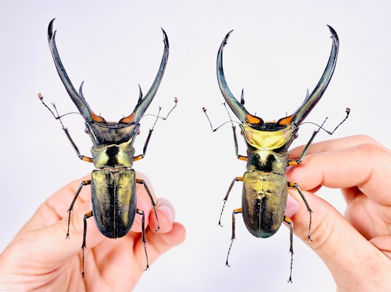 Cyclommatus Elaphus Real Emerald Metalic Stag Beetle Insect
