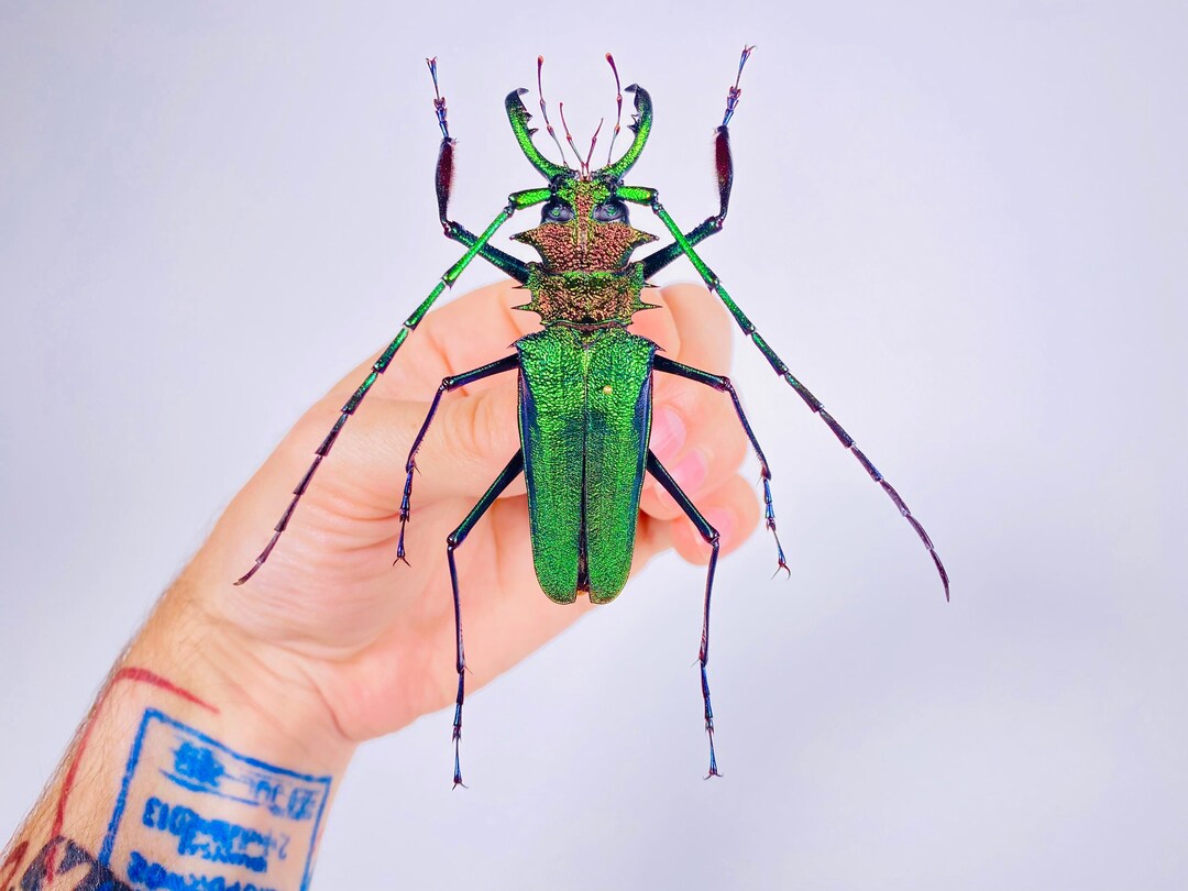 Psalidognathus Friendi Rare Real Long Horned Emerald Metalic