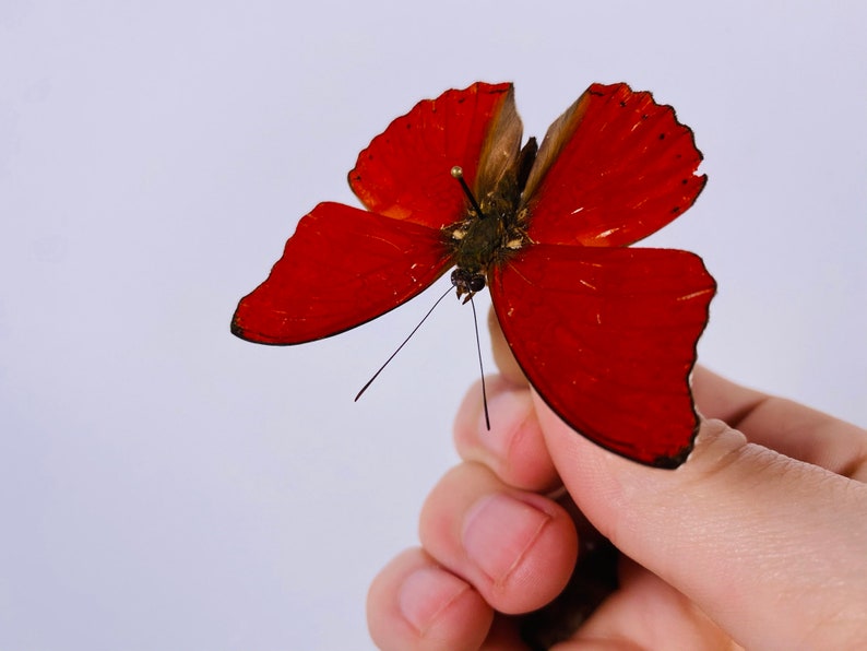 Red velvet Cymothoe sangaris for insect artwork butterflies collection or taxidermy project
