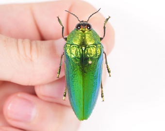 明るい緑色のタマムシ (Callopistus castelnaudi) の実物標本