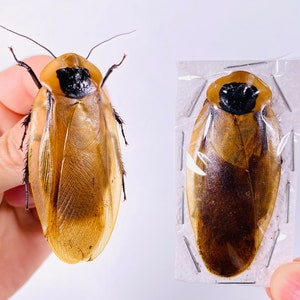 Blaberus giganteus real cockroach with wings for insect artwork, butterflies collection or taxidermy project. image 6