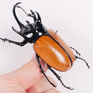 Eupatorus gracilicornis Véritable scarabée rhyno géant Thaïlande - TH pour art mural, insecte non monté pour oeuvre de taxidermie