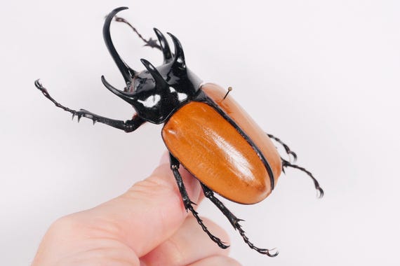 Eupatorus gracilicornis 本物の巨大サイカブトムシ（タイ産） - 壁