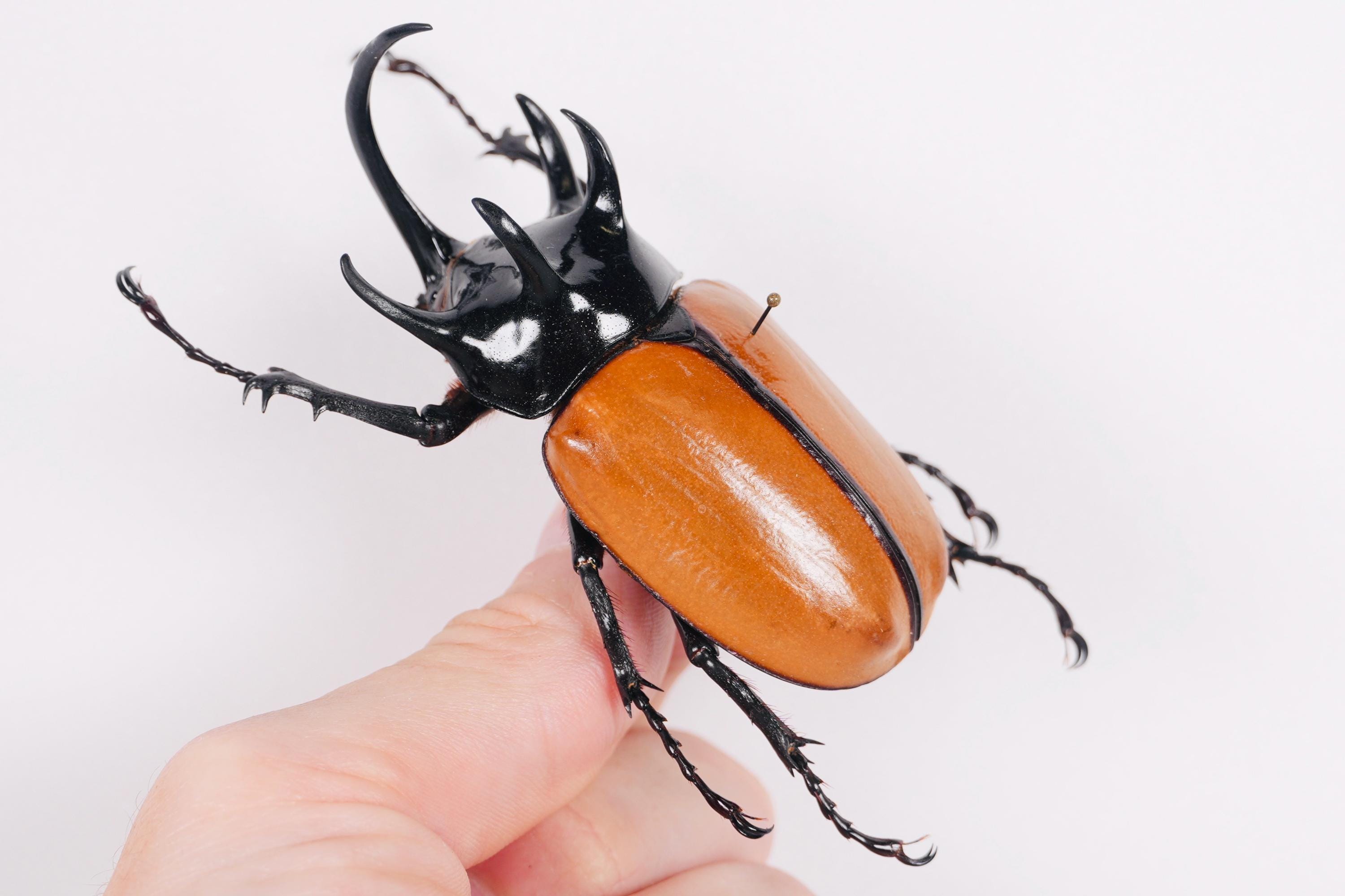 DeliciousTaylormade BeeAroundLil’BEEtle $_57.JPG?set_id=8800005007