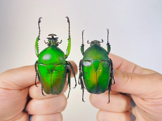 【24-25】CROOJA BEETLE 150 Dicronorhinna Micans Giant Green Flower Beetle Unmonted for