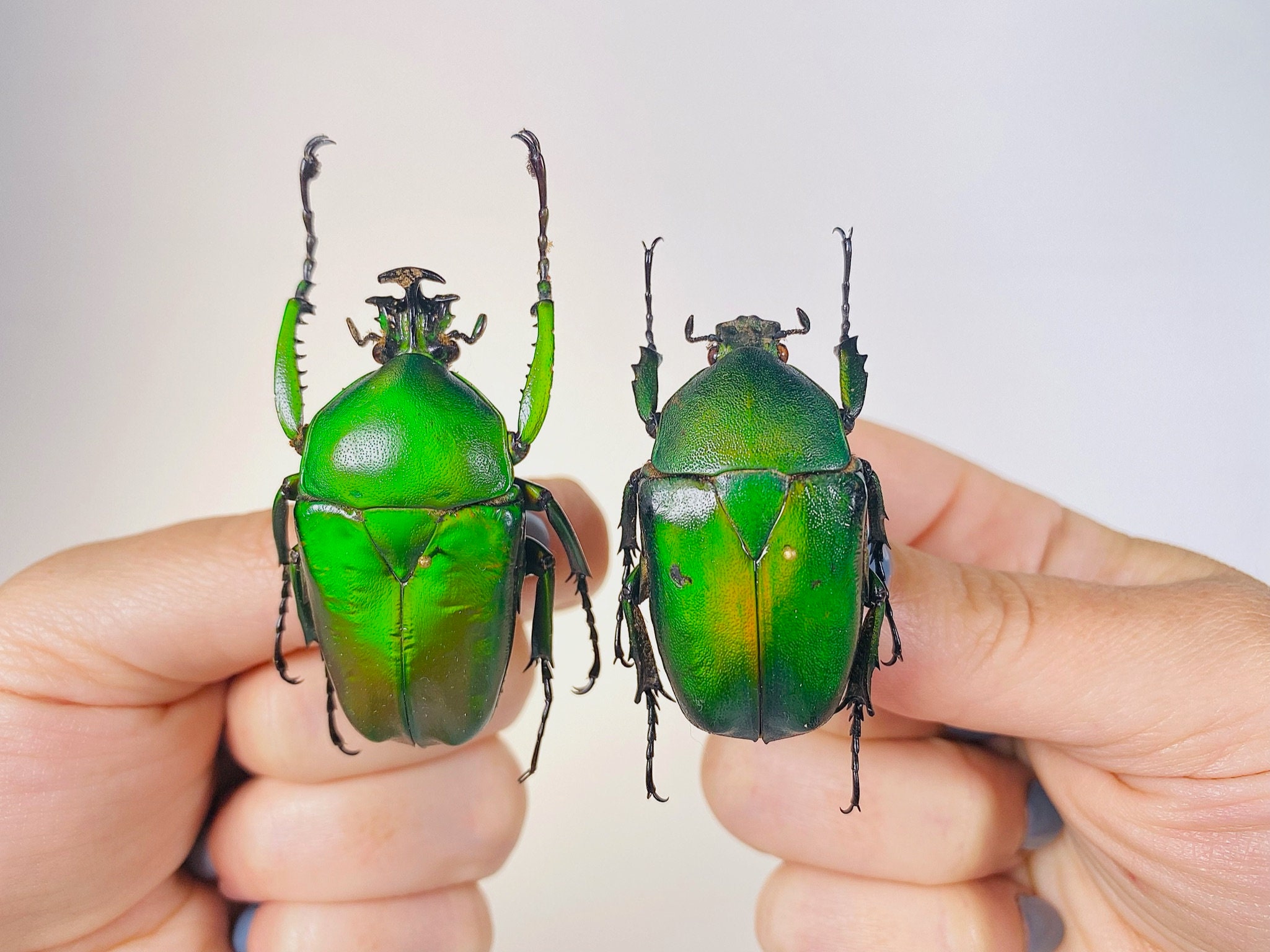 Dicronorhinna Micans Giant Green Flower Beetle Unmonted for