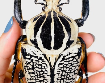 標本 Congo Goliathus orientalis 91mm il_1080xN.4125489206_o8hn.jpg